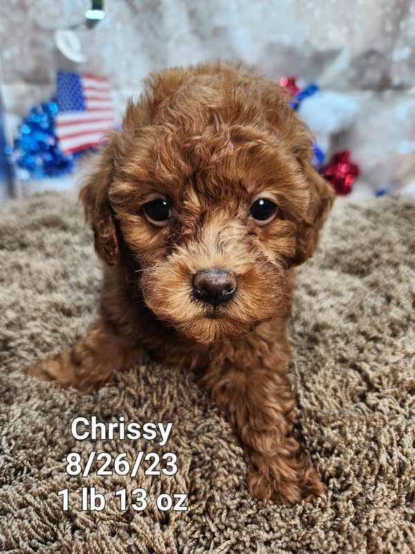 Tiny toy poodle 2024 puppies for sale