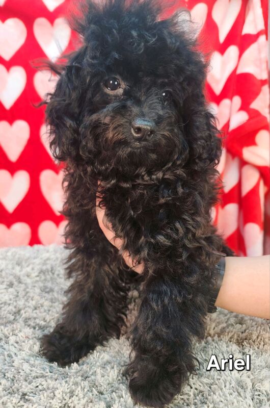 Female toy poodle for sale best sale